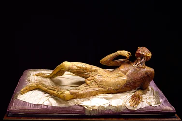 Model of a Skinless Man